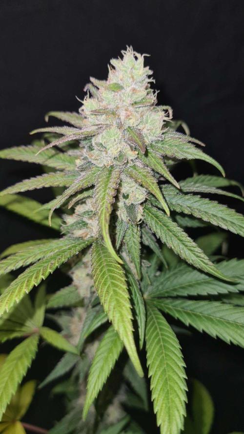 VzH / Gear 5. Week 10 - pheno # 2