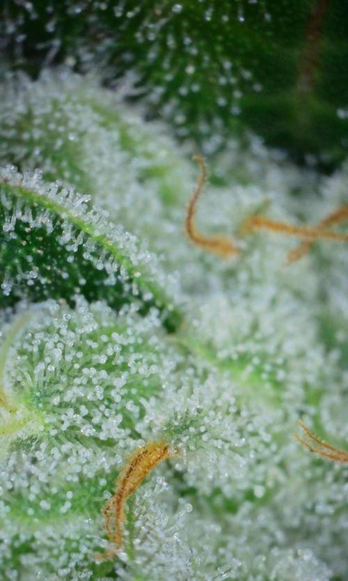 VzH / Gear 5. Week 10 - pheno # 2