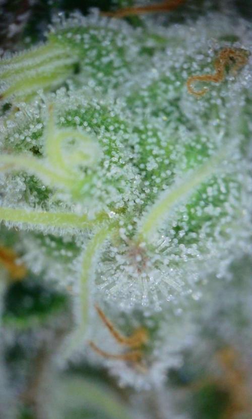 VzH / Gear 5. Week 10 - pheno # 2