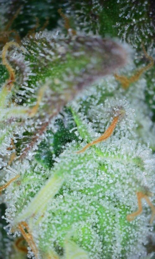 VzH / Gear 5. Week 10 - pheno # 2