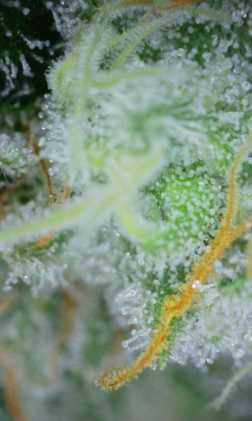 VzH / Gear 5. Week 10 - pheno # 2
