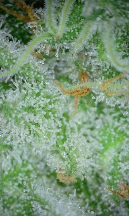 VzH / Gear 5. Week 10 - pheno # 2