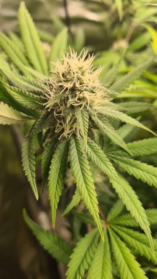 VzH / Citrus Companion. Week 7