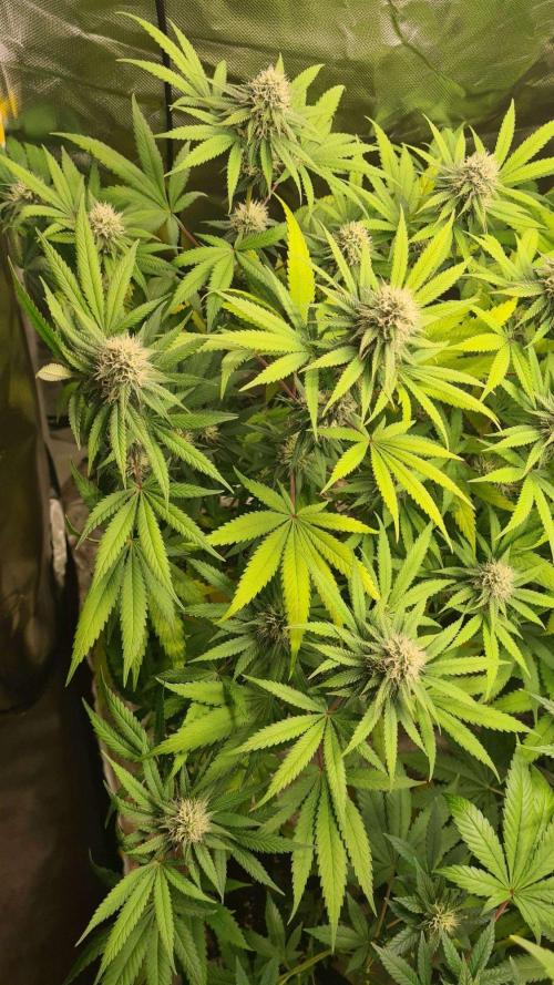 VzH / Citrus Companion. Week 7