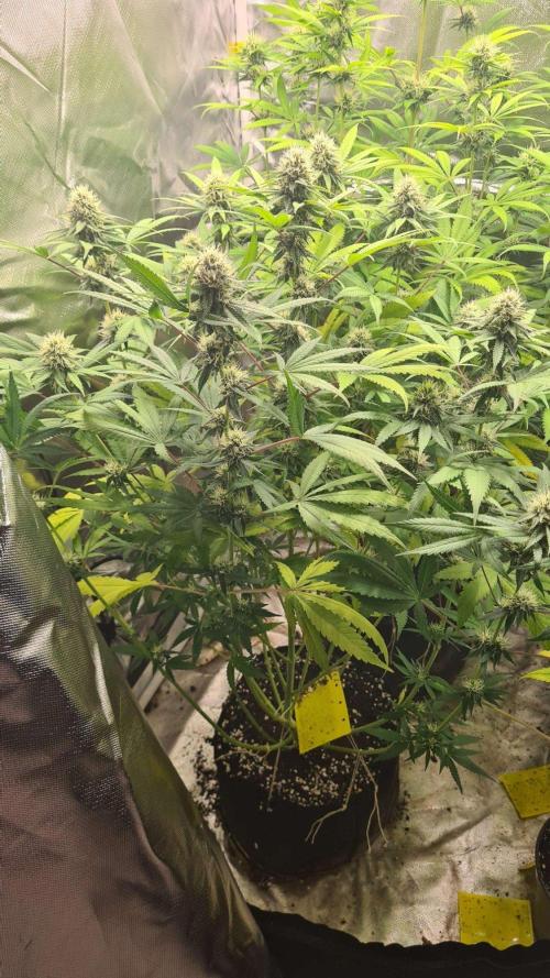 VzH / Citrus Companion. Week 7