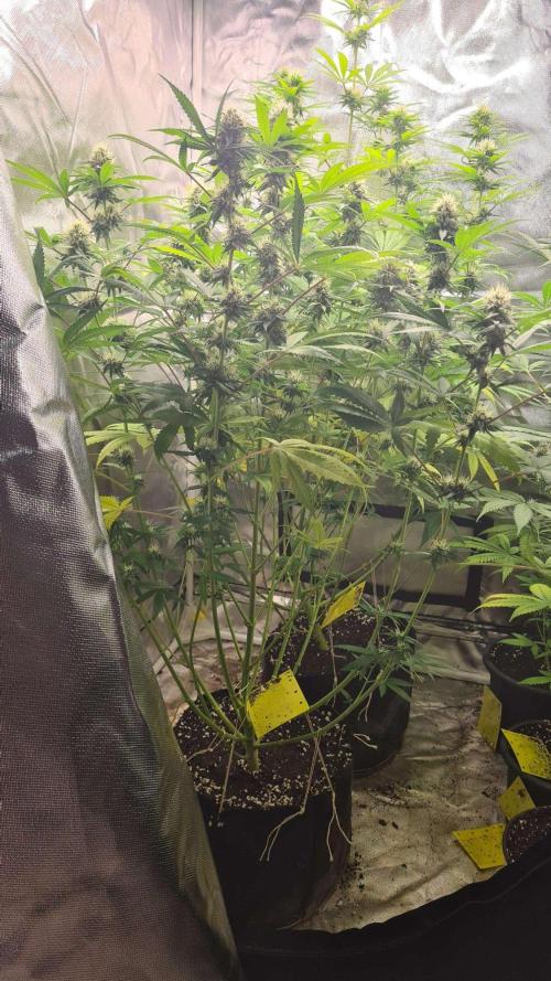 VzH / Citrus Companion. Week 7