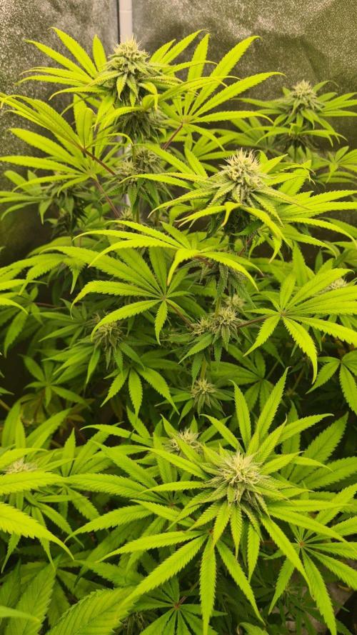 VzH / Cookies Companion. Week 7