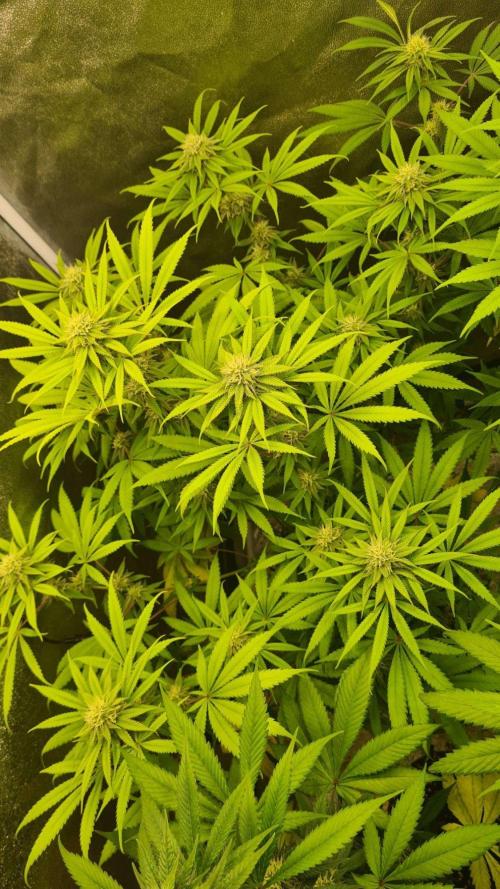 VzH / Cookies Companion. Week 7