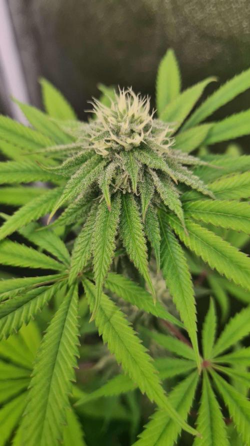 VzH / Cookies Companion. Week 7
