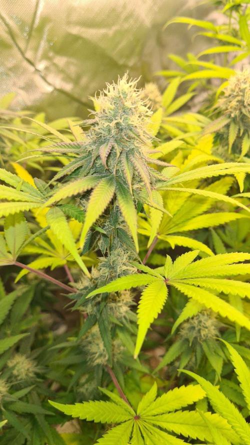 VzH / Citrus Companion. Week 8