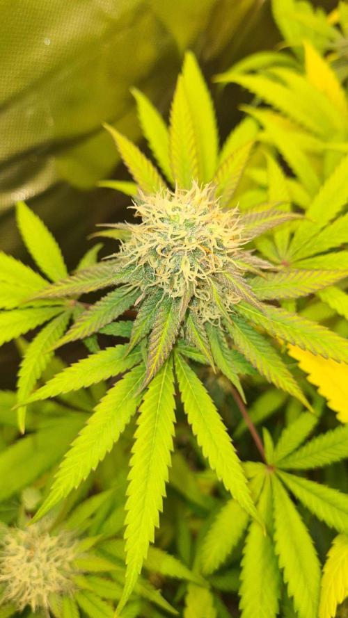VzH / Citrus Companion. Week 8
