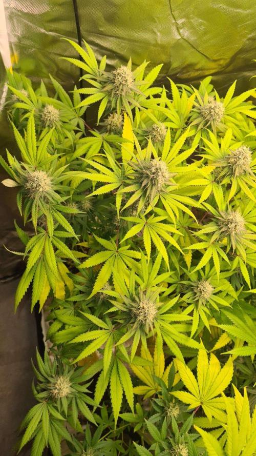 VzH / Citrus Companion. Week 8