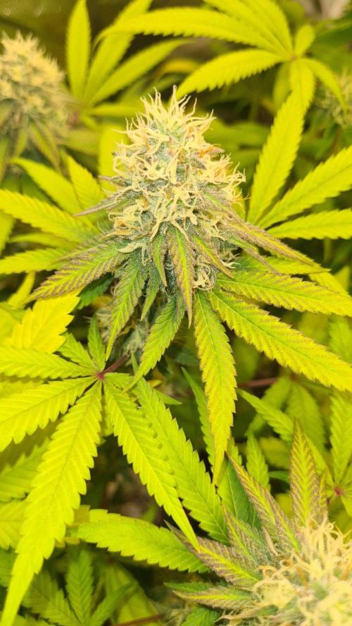 VzH / Citrus Companion. Week 8