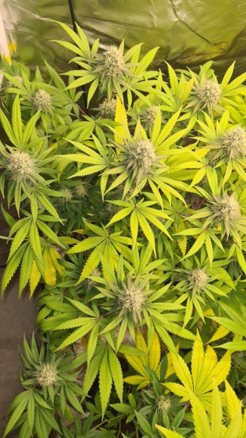VzH / Citrus Companion. Week 8