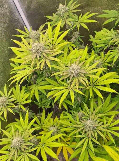 VzH / Cookies Companion. Week 8