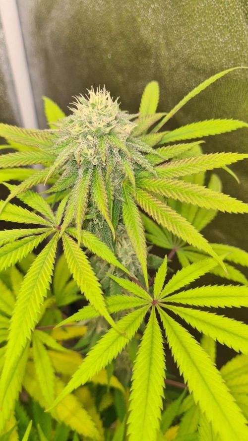 VzH / Cookies Companion. Week 8