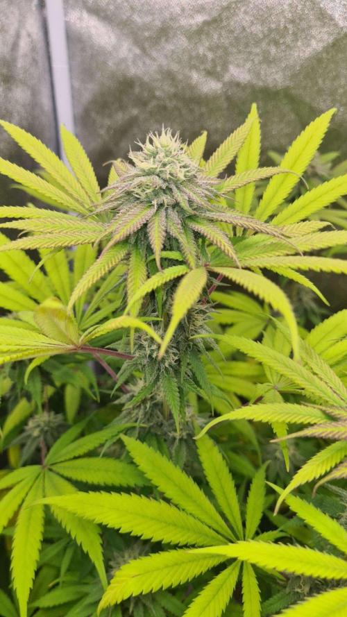 VzH / Cookies Companion. Week 8