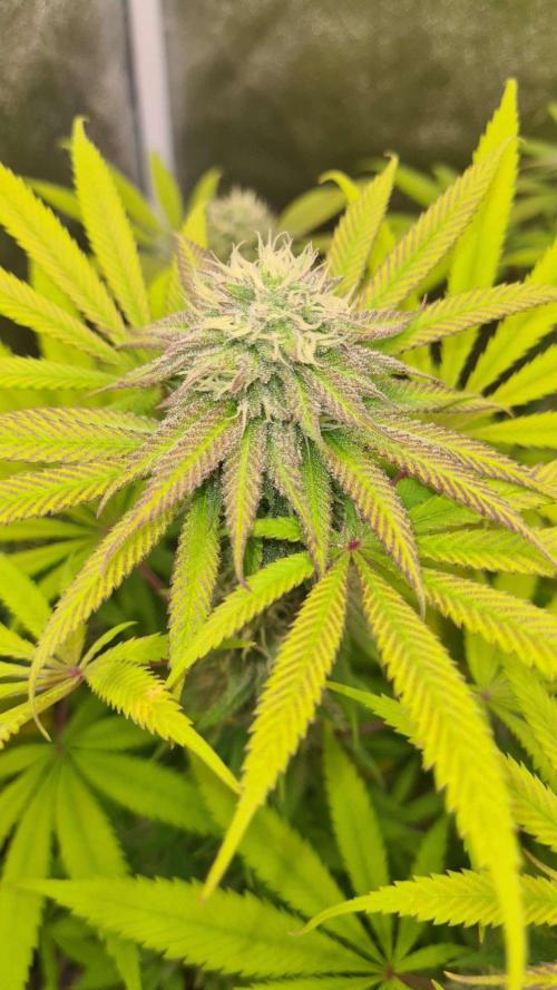 VzH / Cookies Companion. Week 8