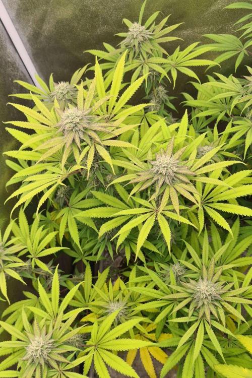 VzH / Cookies Companion. Week 8