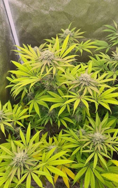 VzH / Cookies Companion. Week 8