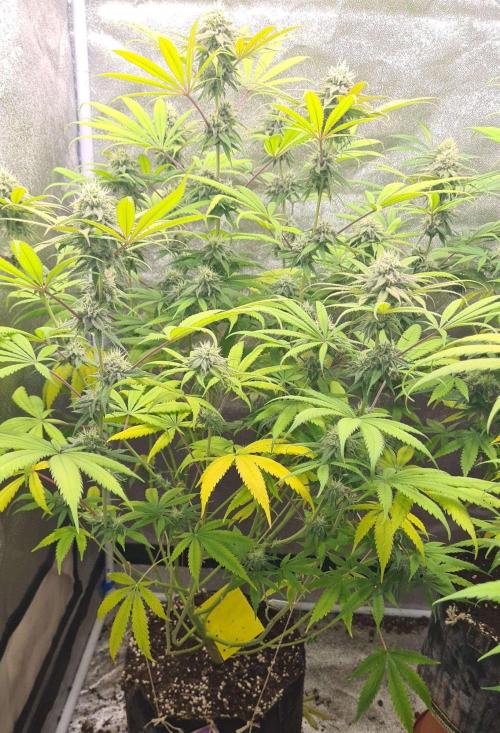 VzH / Cookies Companion. Week 8