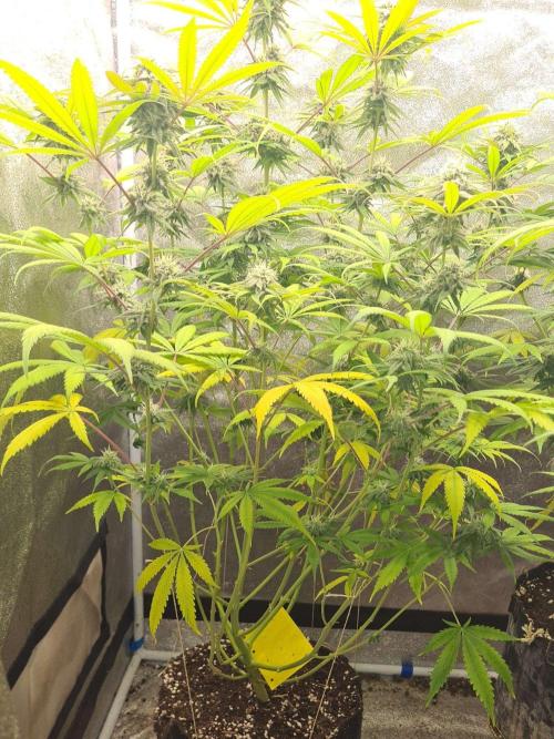VzH / Cookies Companion. Week 8
