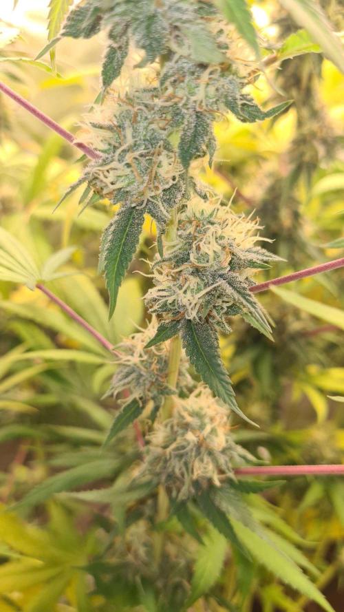 VzH / Citrus Companion. Week 9