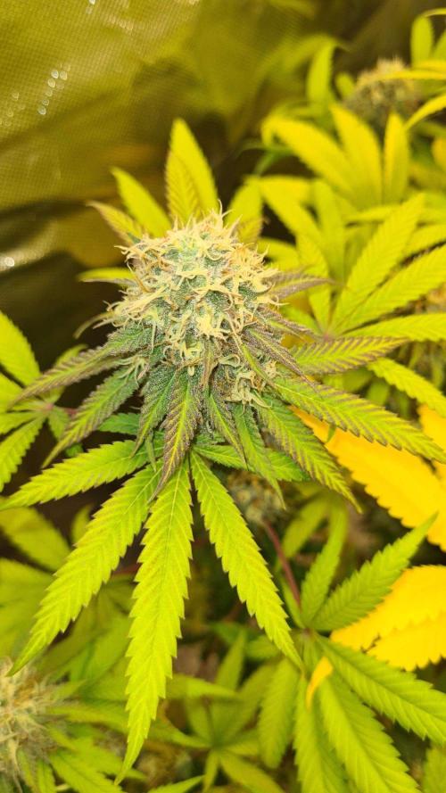 VzH / Citrus Companion. Week 9