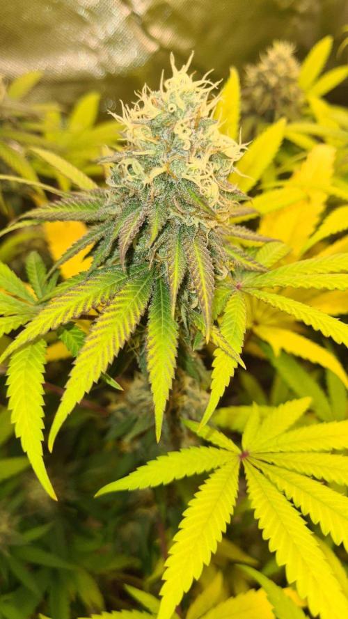 VzH / Citrus Companion. Week 9