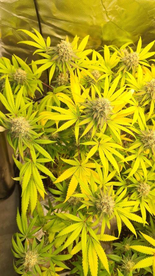 VzH / Citrus Companion. Week 9