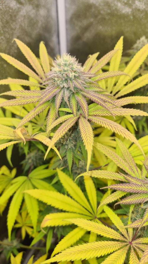 VzH / Cookies Companion. Week 9