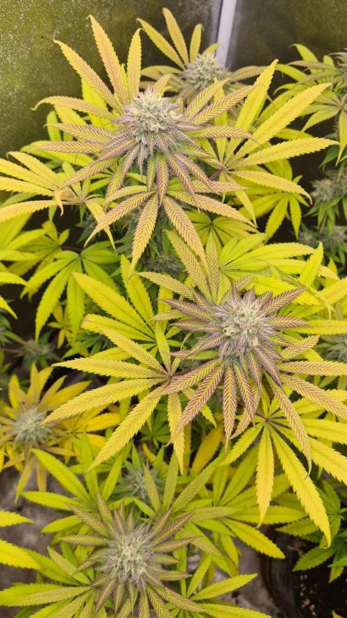 VzH / Cookies Companion. Week 9