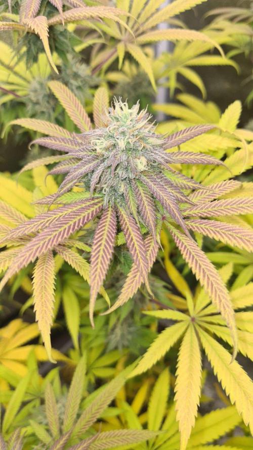 VzH / Cookies Companion. Week 9