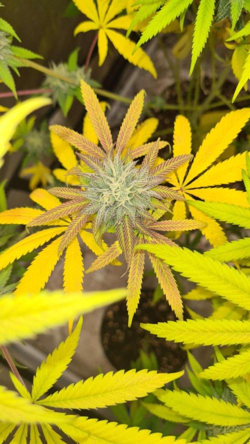 VzH / Cookies Companion. Week 9