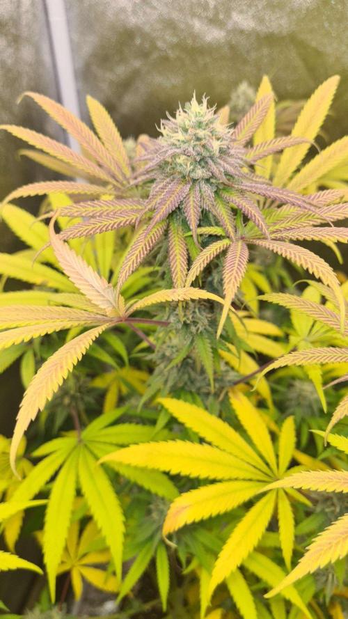VzH / Cookies Companion. Week 9