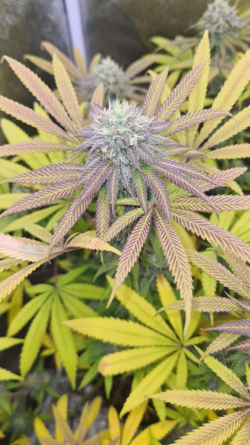 VzH / Cookies Companion. Week 9