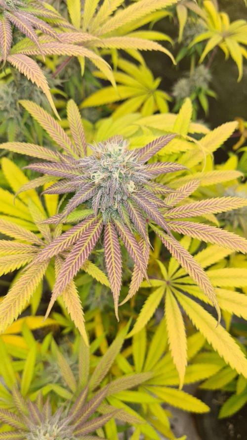 VzH / Cookies Companion. Week 9
