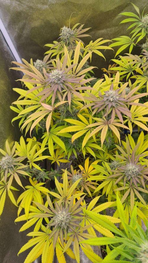 VzH / Cookies Companion. Week 9