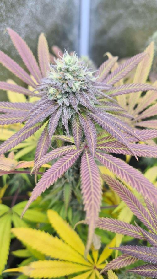 VzH / Cookies Companion. Week 10