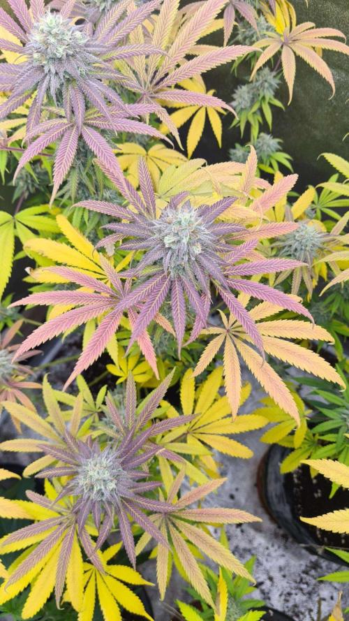 VzH / Cookies Companion. Week 10
