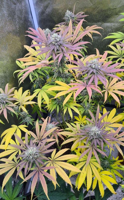 VzH / Cookies Companion. Week 10