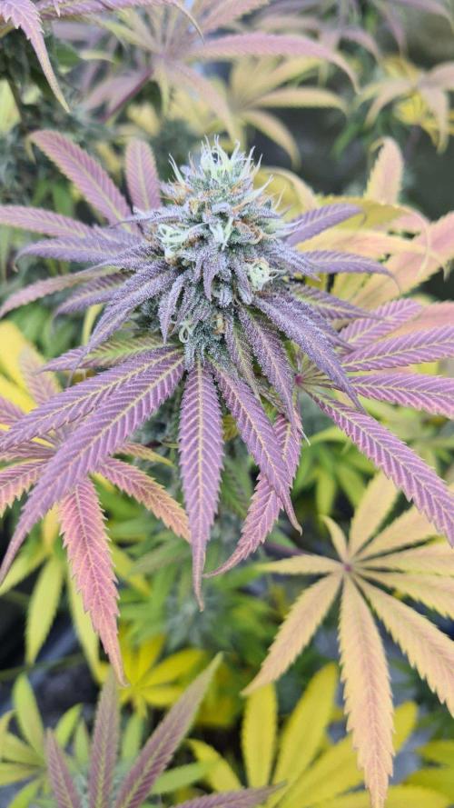 Cookies Companion . Week 10