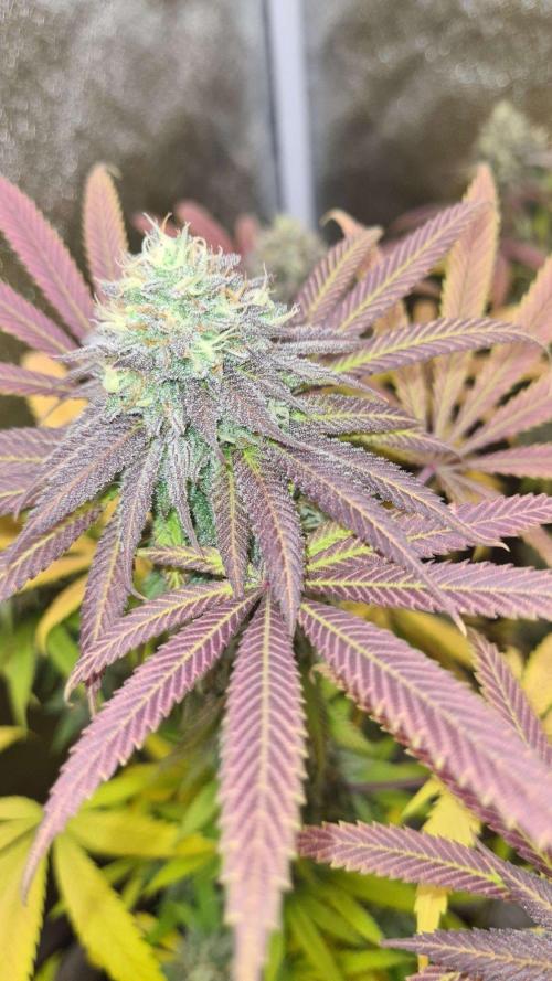 VzH / Cookies Companion. Week 11