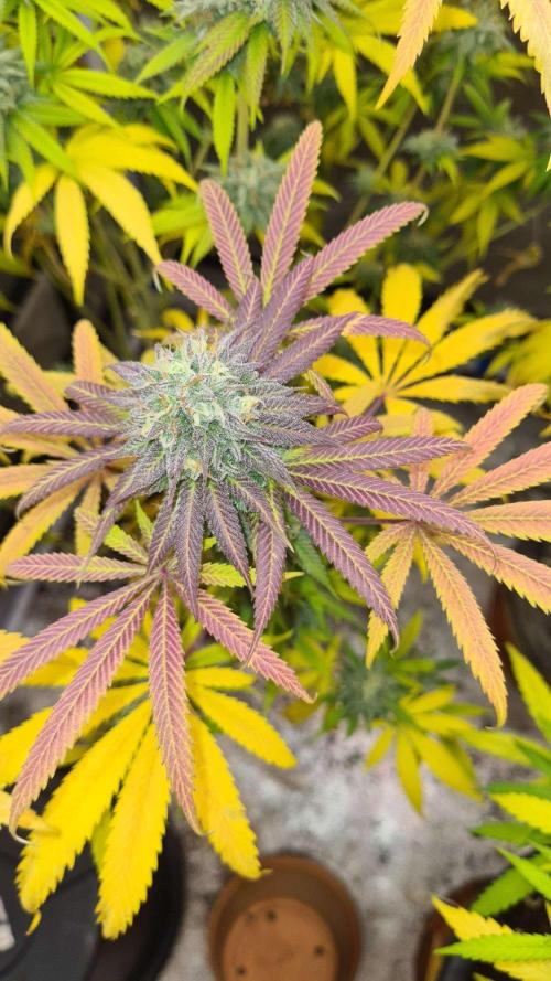 VzH / Cookies Companion. Week 11