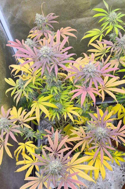 VzH / Cookies Companion. Week 11
