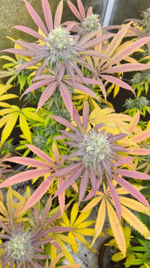 VzH / Cookies Companion. Week 11