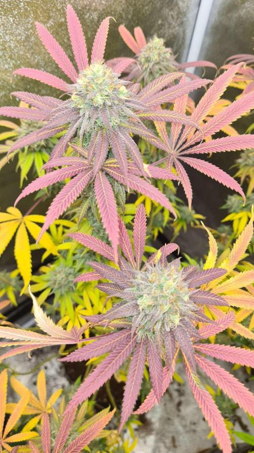 VzH / Cookies Companion. Week 12