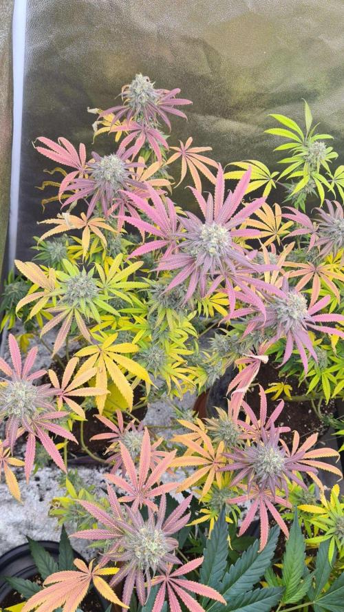 VzH / Cookies Companion. Week 12