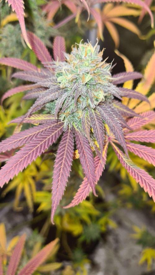 VzH / Cookies Companion. Week 12