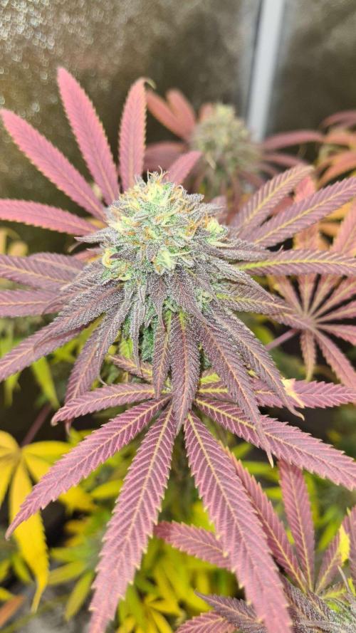 VzH / Cookies Companion. Week 12